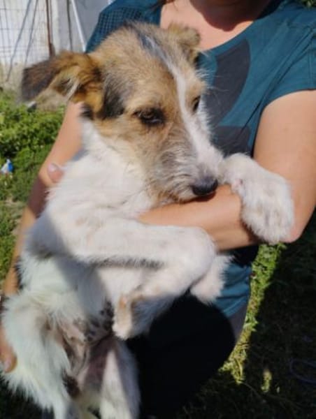 Milka 54 cm (Pflegestelle)