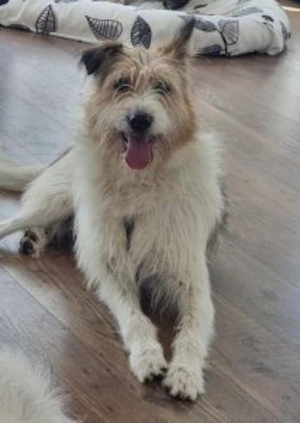 Milka 54 cm (Pflegestelle)