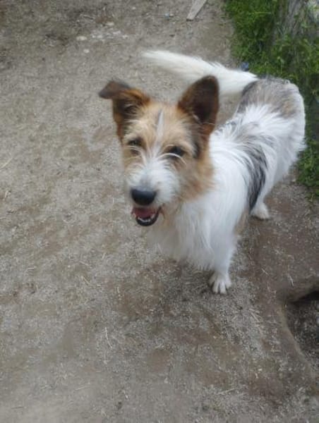 Milka 54 cm (Pflegestelle)