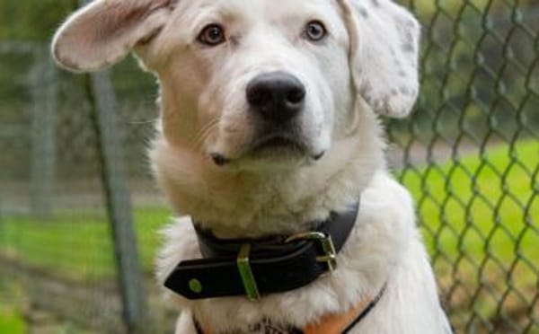 Wer hat ein Körbchen für Azzuro frei?