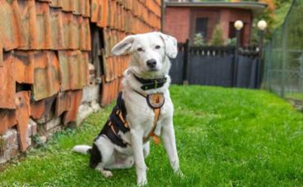 Wer hat ein Körbchen für Azzuro frei?