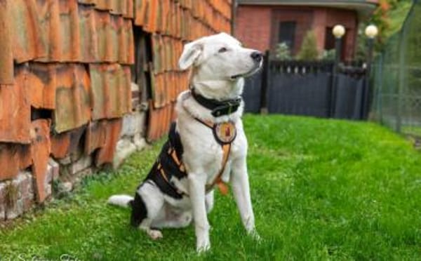 Wer hat ein Körbchen für Azzuro frei?