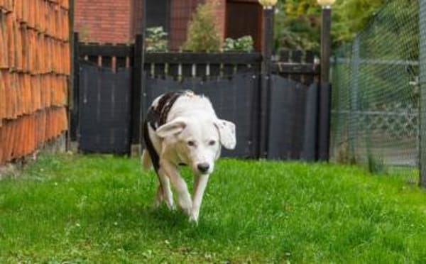 Wer hat ein Körbchen für Azzuro frei?