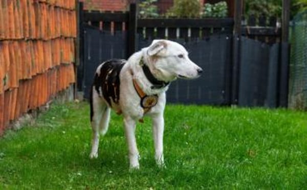 Wer hat ein Körbchen für Azzuro frei?