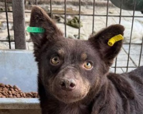 SCHOKI-rehbraune, hübsche Hündin,42 cm