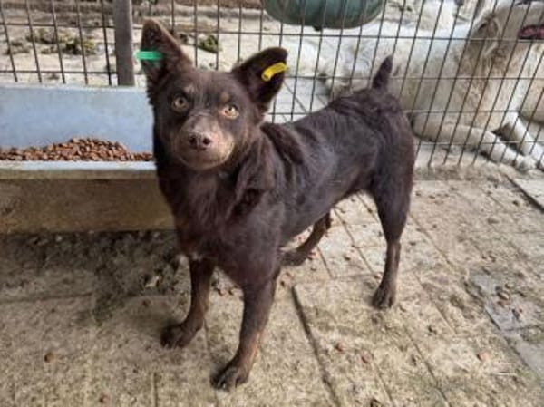 SCHOKI-rehbraune, hübsche Hündin,42 cm