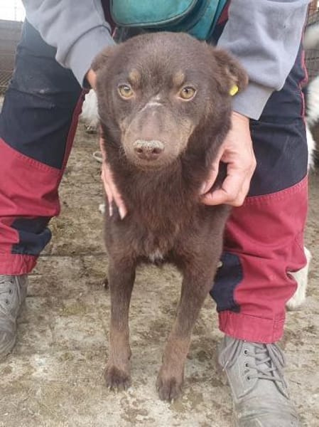 SCHOKI-rehbraune, hübsche Hündin,42 cm