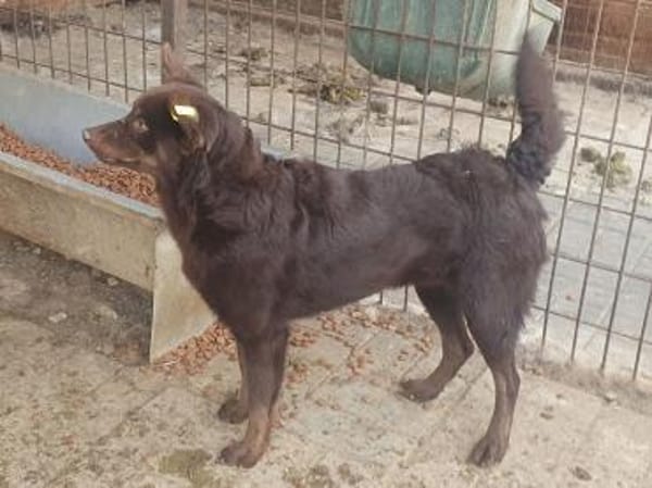 SCHOKI-rehbraune, hübsche Hündin,42 cm