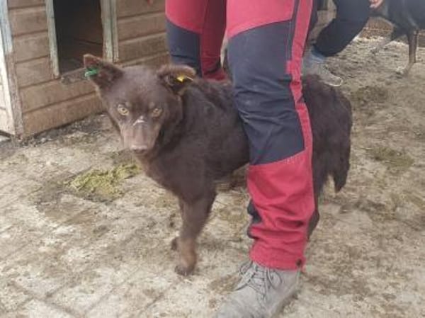 SCHOKI-rehbraune, hübsche Hündin,42 cm