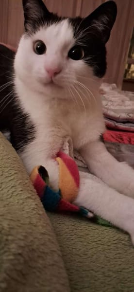 lieb und süß Freddy mit Handicap FFM