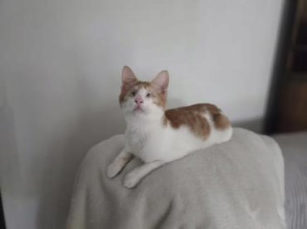 Bobby sieht mit dem Herzen