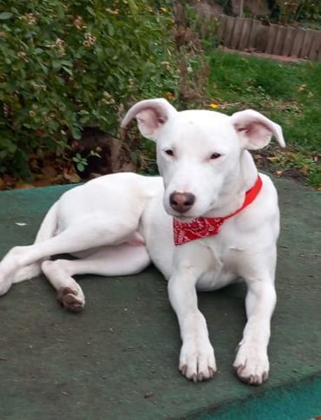 Freundlicher Bodimischling Zuko