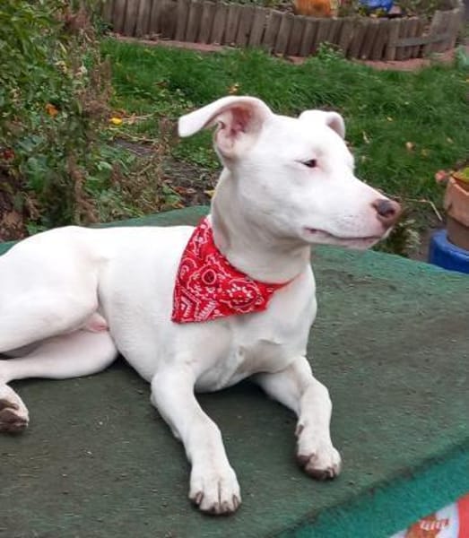 Freundlicher Bodimischling Zuko