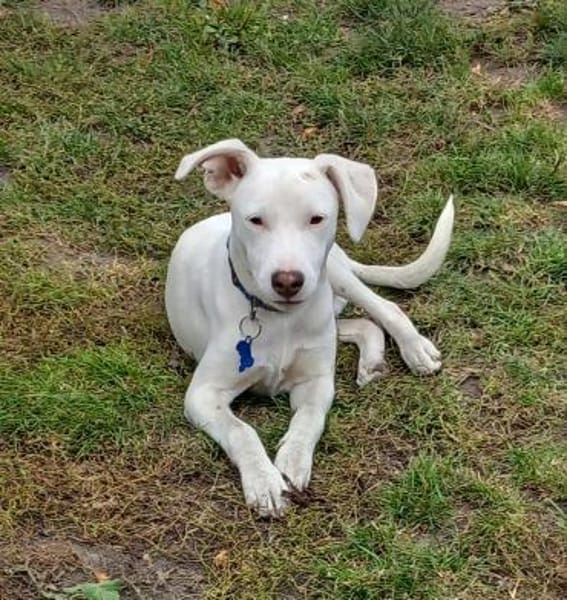 Freundlicher Bodimischling Zuko