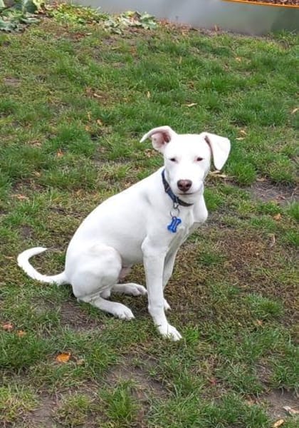 Freundlicher Bodimischling Zuko