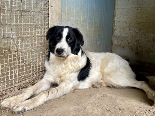 LAMPO - bald auf Pflegestelle in Sachsen