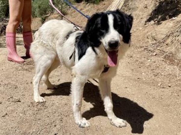 LAMPO - bald auf Pflegestelle in Sachsen