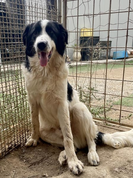 LAMPO - bald auf Pflegestelle in Sachsen