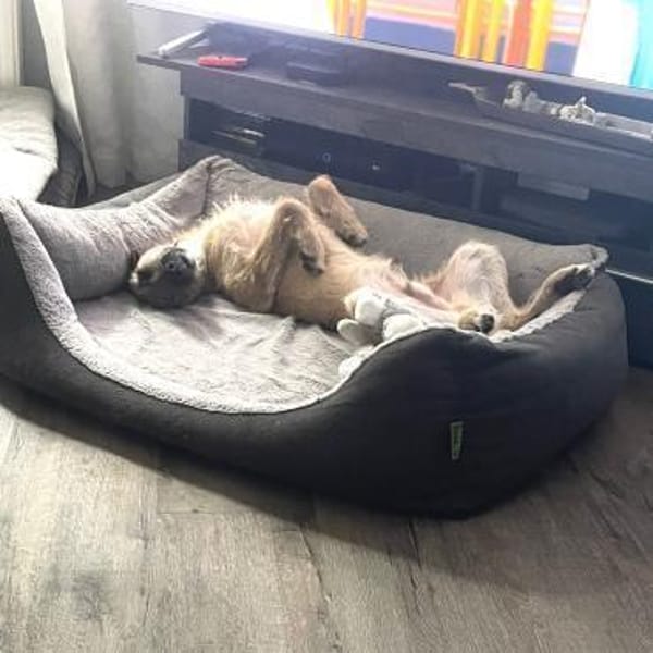 Tino tapferer Kämpfer sucht sein Glück