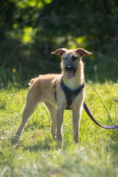 Tino tapferer Kämpfer sucht sein Glück