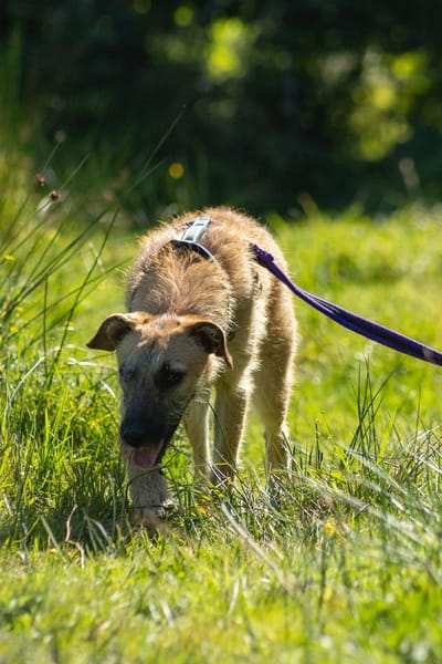 Tino tapferer Kämpfer sucht sein Glück
