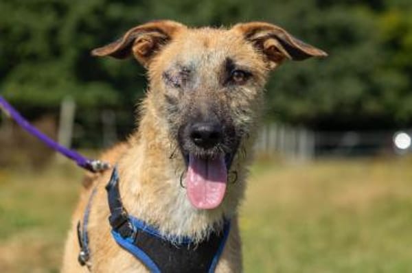 Tino tapferer Kämpfer sucht sein Glück