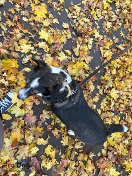 Leonie in Hückeswagen