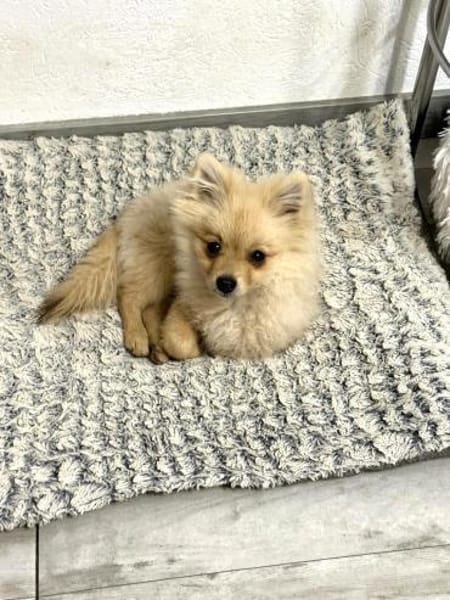 Balou ein kleiner Spitz