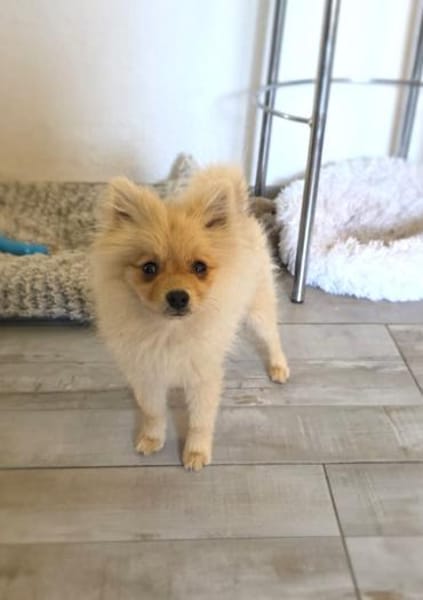 Balou ein kleiner Spitz