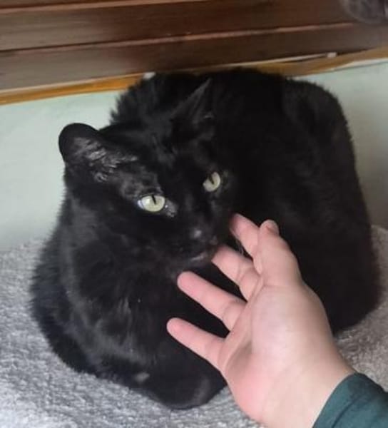 entspannte Brüder Tom und Jerry Lorch