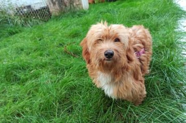 Ninno - wartet in 64347 Griesheim