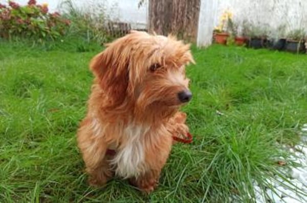 Ninno - wartet in 64347 Griesheim