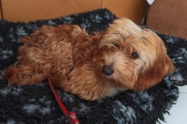 Ninno - wartet in 64347 Griesheim