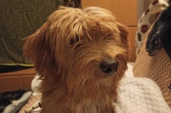 Ninno - wartet in 64347 Griesheim