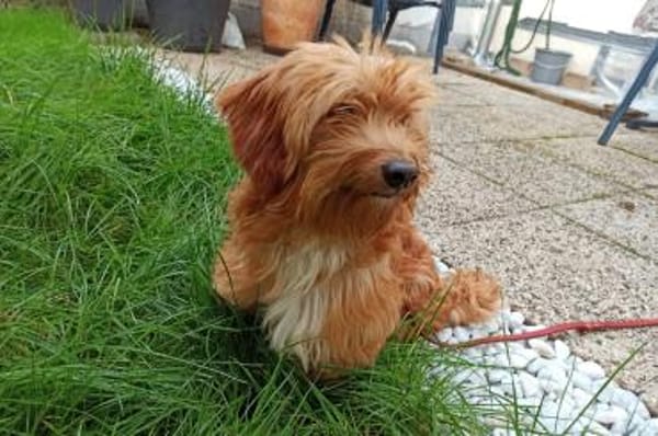 Ninno - wartet in 64347 Griesheim