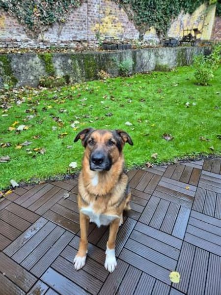 Bo aus 52428 Jülich sucht seine Menschen