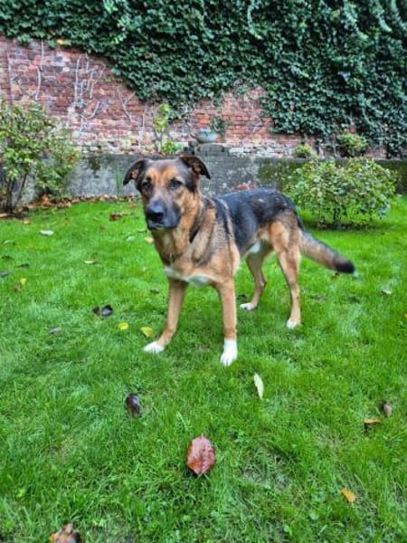 Bo aus 52428 Jülich sucht seine Menschen