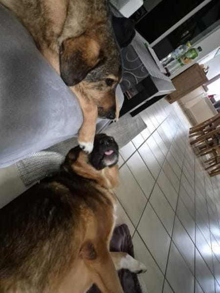 Bo aus 52428 Jülich sucht seine Menschen