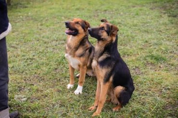Bo aus 52428 Jülich sucht seine Menschen