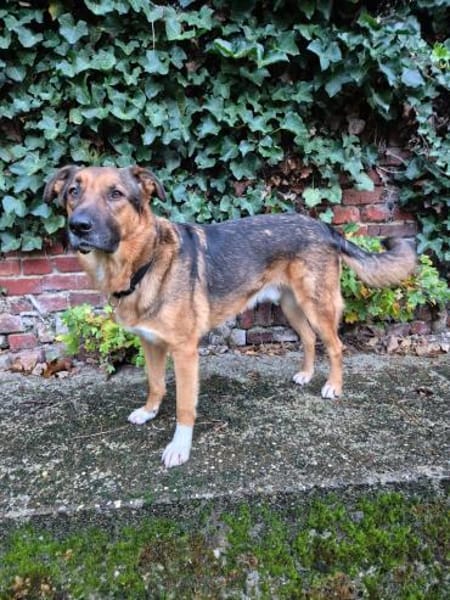 Bo aus 52428 Jülich sucht seine Menschen