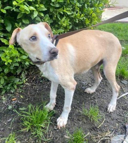 Benito - sucht geduldige Menschen