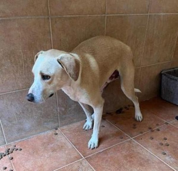 Benito - sucht geduldige Menschen