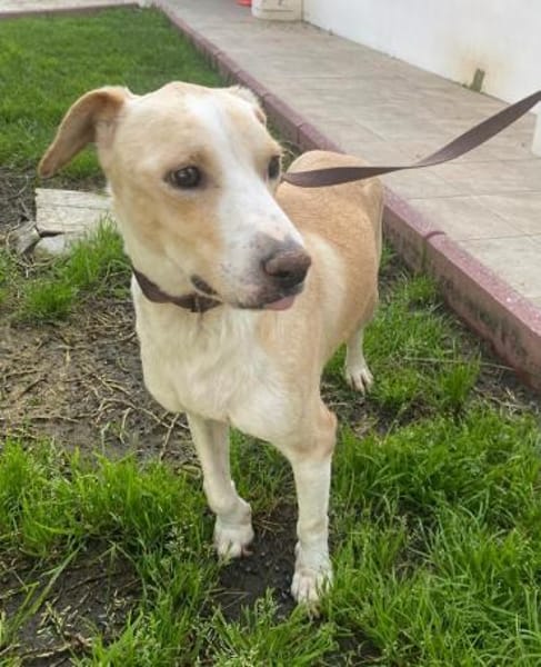 Benito - sucht geduldige Menschen