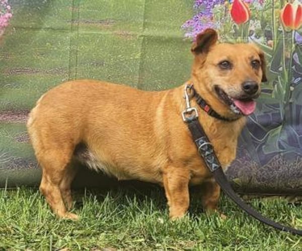 Ginger möchte die Welt entdecken