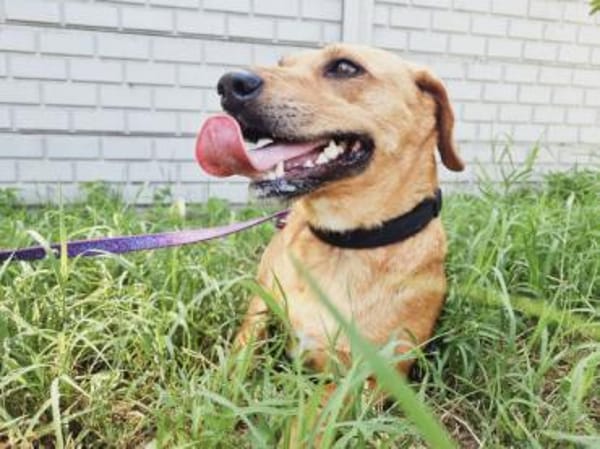 Ginger möchte die Welt entdecken