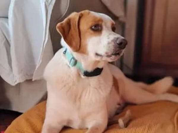 ADUA - eine tolle Hündin