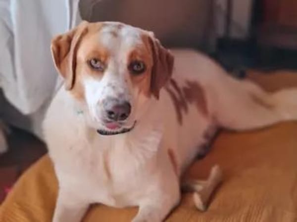 ADUA - eine tolle Hündin