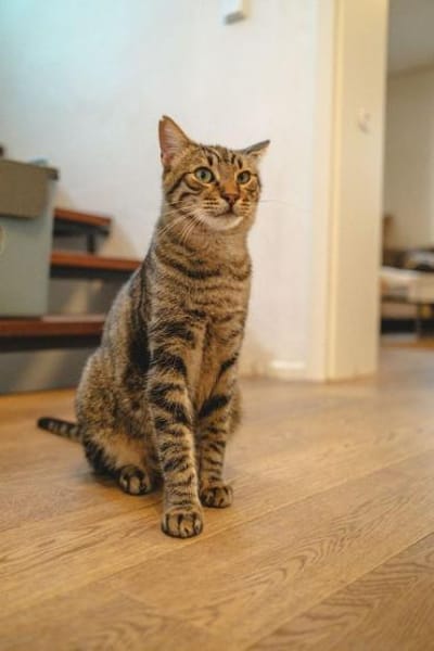 Rancho, behutsames Katerchen,1J in 83064