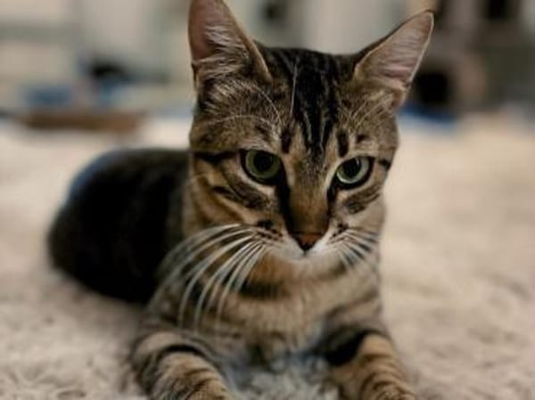 Rancho, behutsames Katerchen,1J in 83064