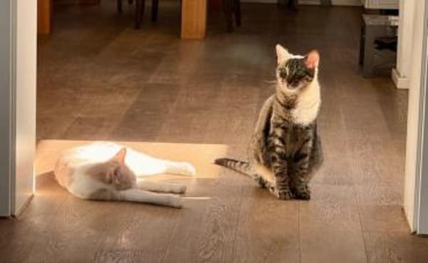 Rancho, behutsames Katerchen,1J in 83064